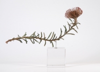 Leucospermum cordifolium X linear by Bladen, Nic