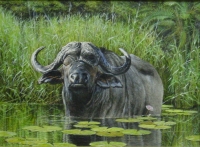Buffalo by Hoekstra, Johan