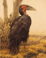 Ground Hornbill by Bateman, Robert