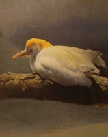 Cattle Egret by Harris Ching, Raymond