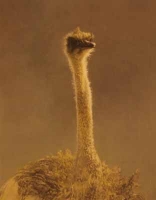Ostrich by Harris Ching, Raymond