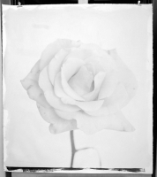 Journeys - Large Rose 2/20 by Inggs, Stephen