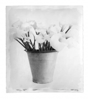 Arum Lillies by Inggs, Stephen