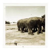 Elephants by Mackintosh, Theresa-Anne