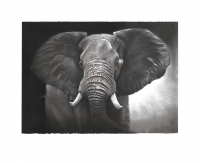 Elephant by Ryall, Richie
