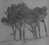 Pine trees, Cape Town 2 by Kannemeyer, Anton