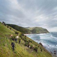 XHOSA CATTLE AT SINANGWANA RIVER MOUTH. EASTERN CAPE, SOUTH AFRICA, by Naude, Daniel