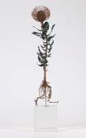 Leucospermum Cordifolium by Bladen, Nic