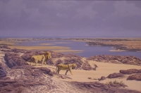 Desert lions - Skeleton Coast by Augustinus, Paul