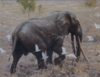 Elephant by Bosman, Paul