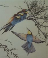 European bee-eater by Ord Kerr, David