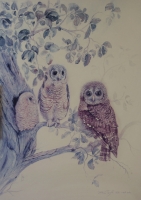 Owls by Charlotte, R