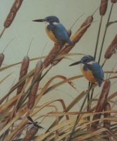 Halfcollared kingfisher by Ord Kerr, David