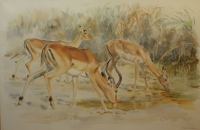 Impala drinking by Vaughan, Patricia