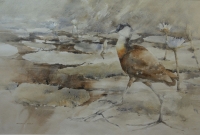 Wading bird by Siedle, Barbara