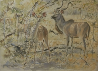 Kudu by Vaughan, Patricia