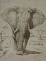 Elephant by Wacker, K