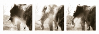 Elephant shower triptych by Springer, Graham