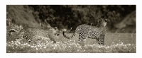 Movement of leopards by Springer, Graham