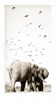 Sandgrouse over elephants by Springer, Graham