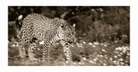 Leopards walking by Springer, Graham