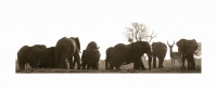 Impala and elephants by Springer, Graham