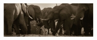 Jackal and elephants by Springer, Graham