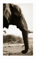 Elephant bull by Springer, Graham