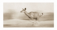 Kudu running by Springer, Graham