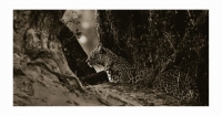 Leopard at dusk by Springer, Graham
