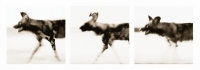 Wild dogs running triptych by Springer, Graham