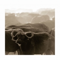 Buffalo herd by Springer, Graham