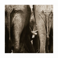 Elephant peering by Springer, Graham