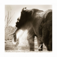 Elephant shower by Springer, Graham
