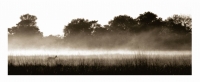 Misty morning reedbuck by Springer, Graham