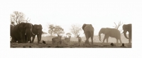 Eland and elephants by Springer, Graham