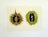 Lowveld Chestnut by Benade, Hanneke