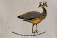 Untitled (Peahen) by Schonfeldt, Joachim