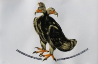 Untitled (Eagle) by Schonfeldt, Joachim