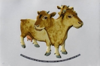Untitled (Cow) by Schonfeldt, Joachim