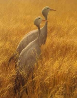 Blue Cranes by Bateman, Robert