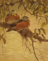 Pygmy Geese by Bateman, Robert