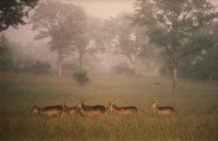 Waterbuck In Grass by Unknown