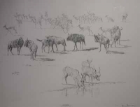 Okondeka Etosha National Park by Bosman, Paul