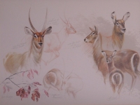 Waterbuck Study by Weiersbye, Ingrid