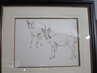 springbok by Eloff, Zakkie