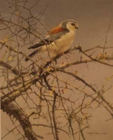 Pygmy Falcon by Bateman, Robert