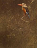Greyhooded Kingfisher by Bateman, Robert
