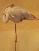 Greater Flamingo by Harris Ching, Raymond