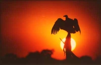 Vulture At Sunset by Unknown